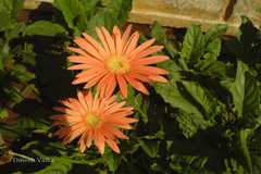 Gerbera jamesonii